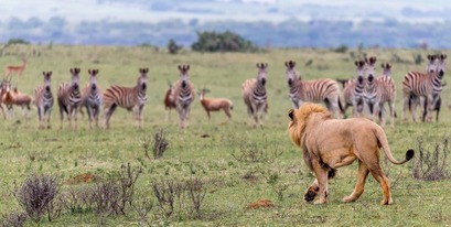 Kariega Lion Antelope Brendonjennings