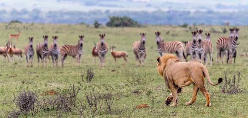 Kariega Lion Antelope Brendonjennings