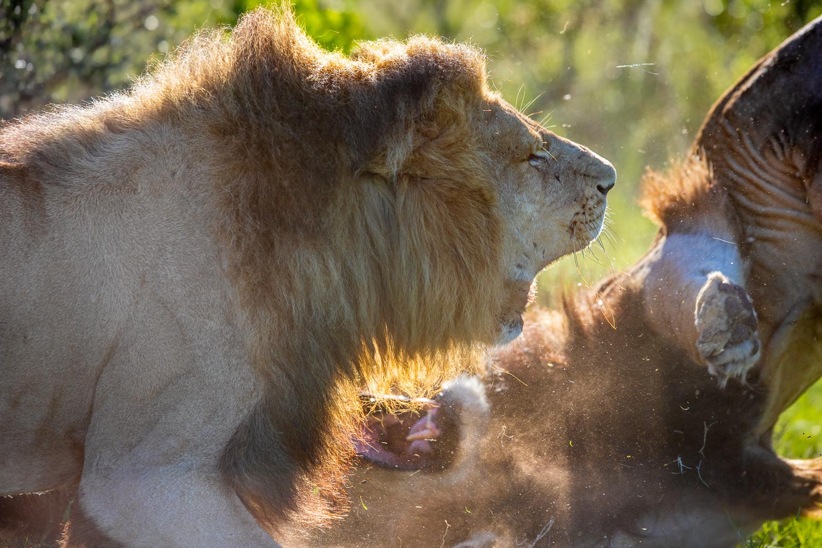 Majestic male lion becoming dominant at Kariega Game Reserve