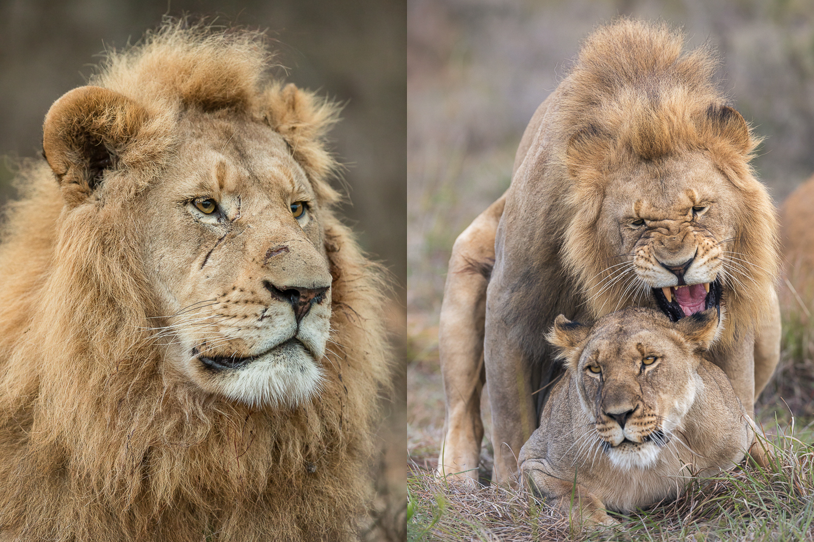 Battle scars on male lion fighting for dominance at Kariega Game Reserve