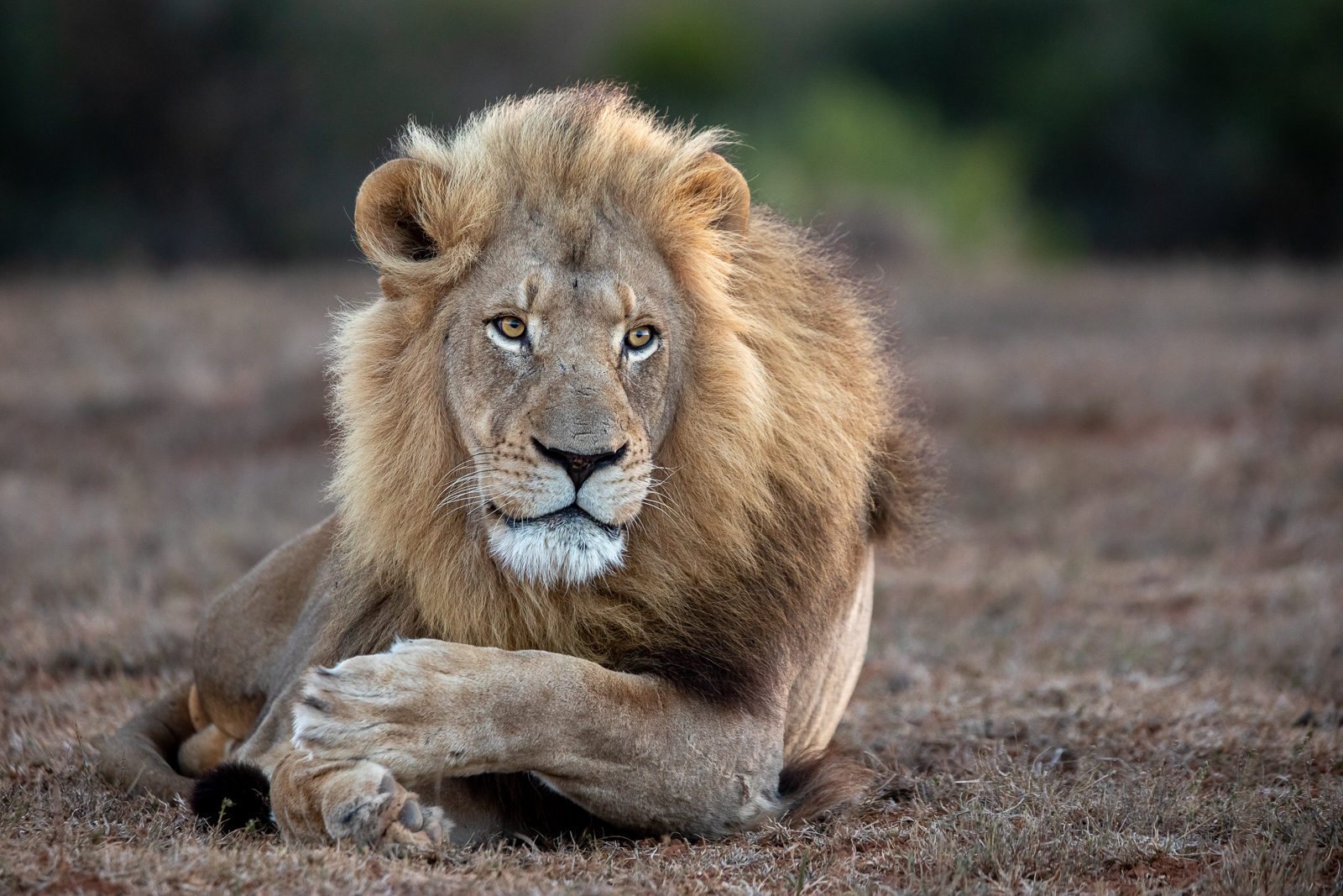 Dominant and photographic male lion at Kariega Game Reserve
