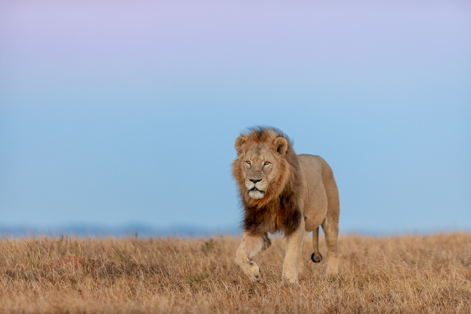 Early morning photograph of majestic male lion at Kariega Game Reserve