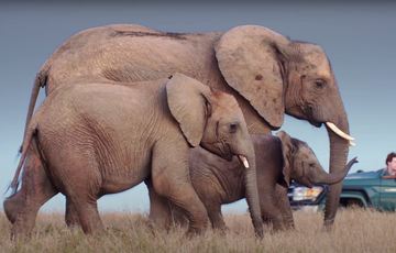 Elephants Kariega Game Reserve Marketing Video