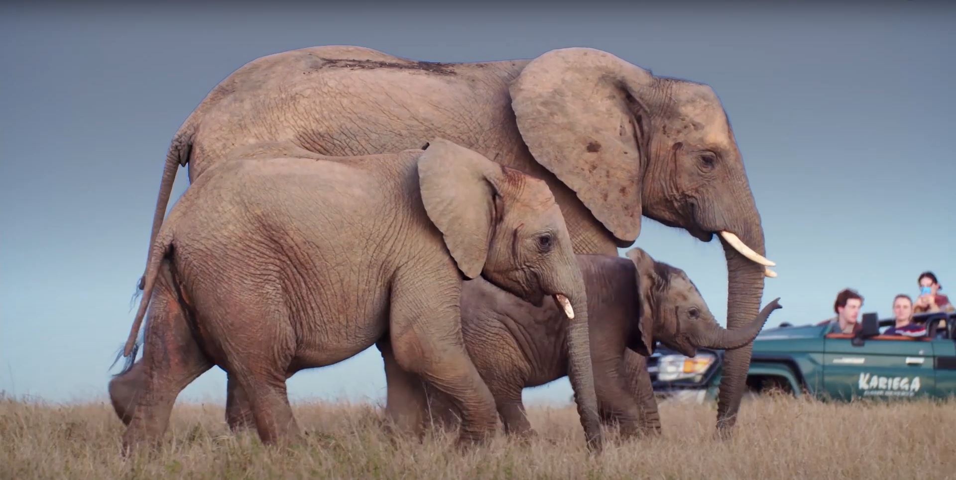 African Elephant sighting at Kariega Game Safari Reserve