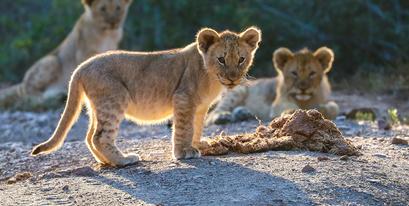 Kariega Lioncubs Clairecheeseman 2