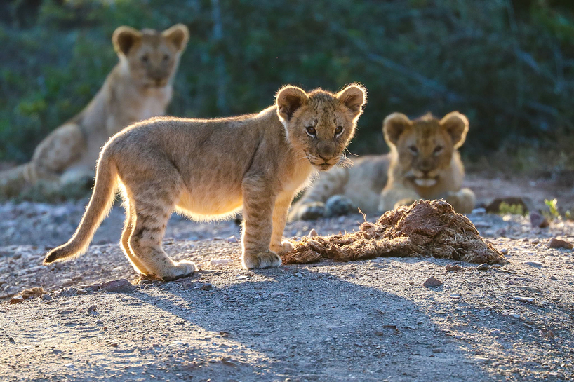 Kariega Lioncubs Clairecheeseman 2