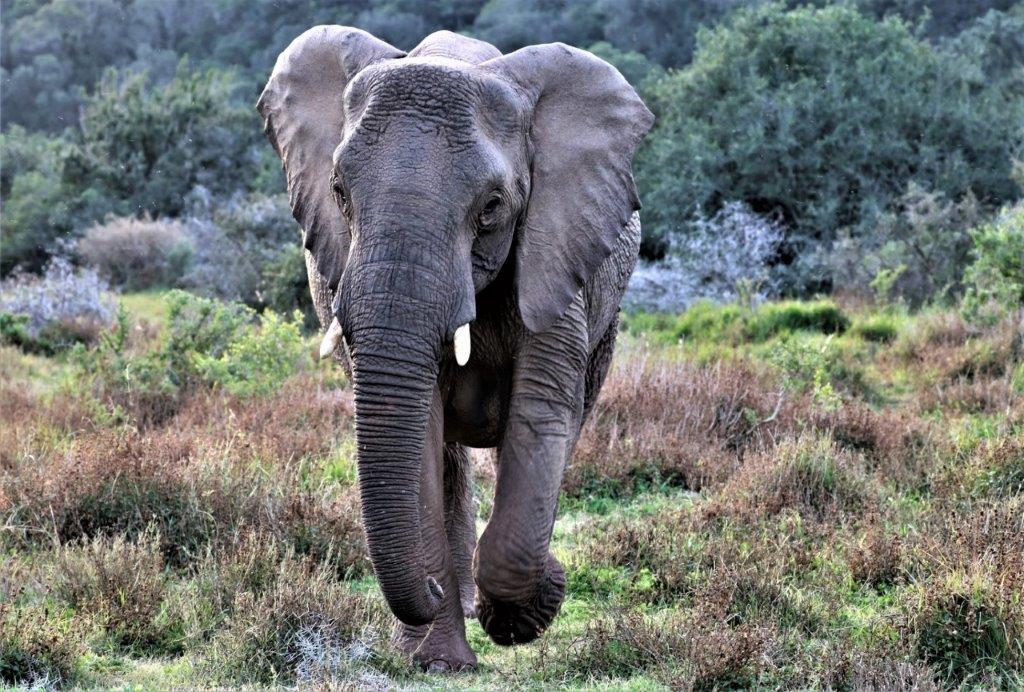 Wildlife Photo Competition Winner 2021 Claire Cheeseman Elephant