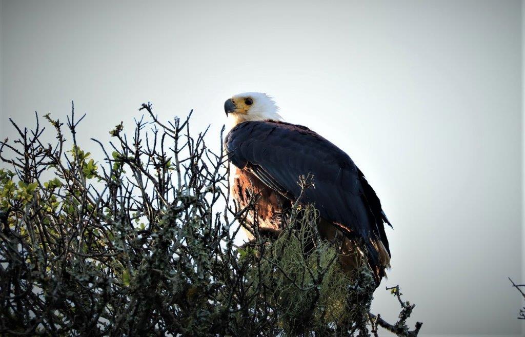 Wildlife Photo Competition Winner 2021 Claire Cheeseman African Fish Eagle