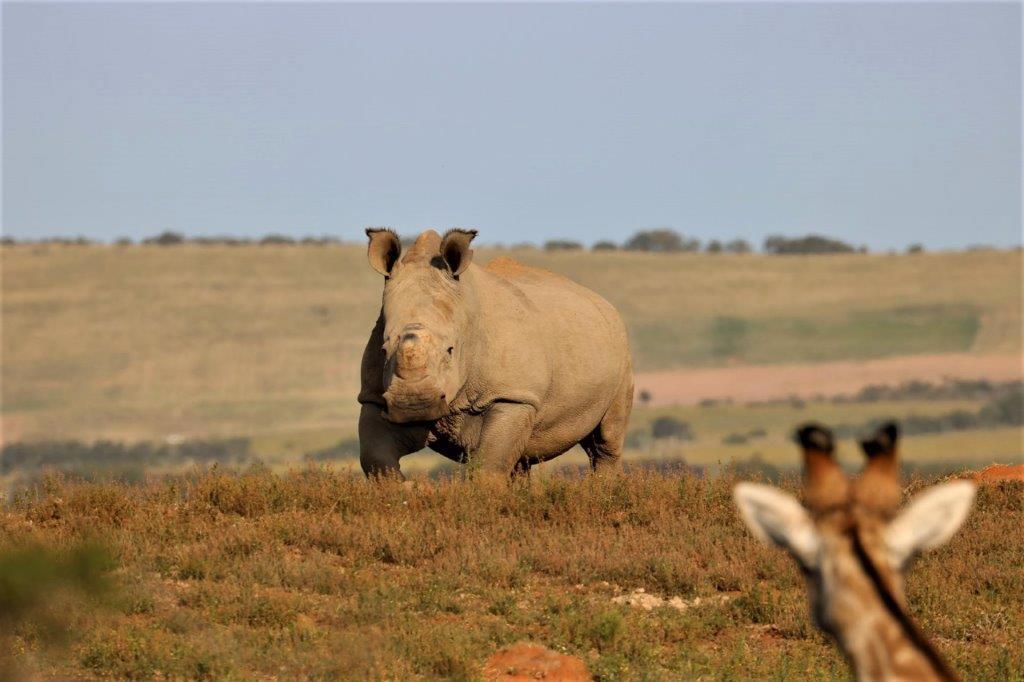 Wildlife Photo Competition Winner 2021 Claire Cheeseman Rhino Giraffe