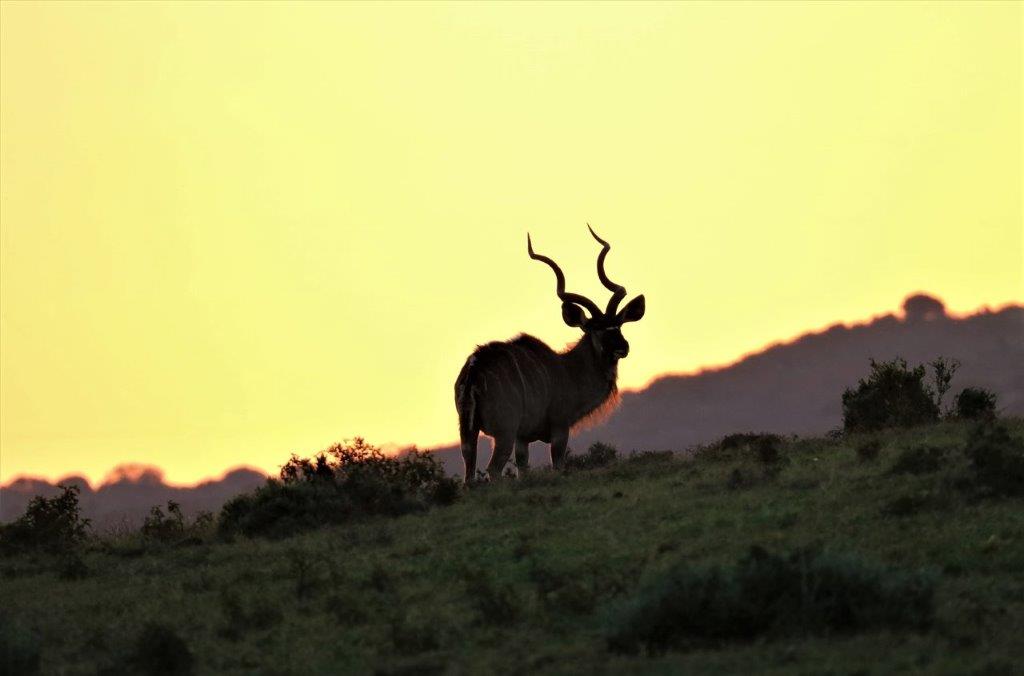 Wildlife Photo Competition Winner 2021 Claire Cheeseman Kudu