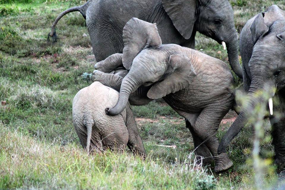 Kariega Elephant by guest Laura Malpass