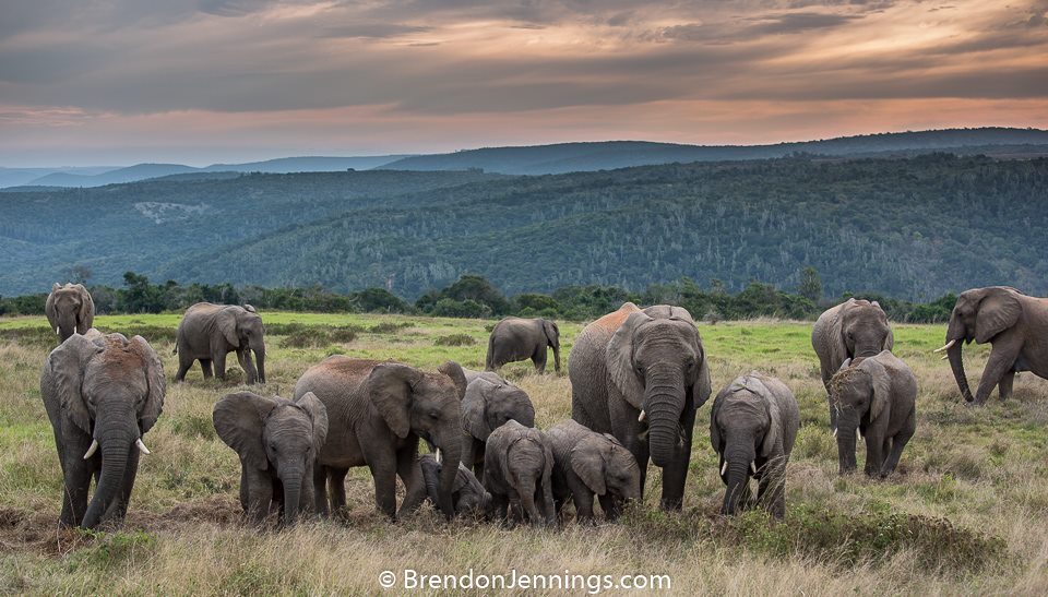 Kariega elephant herd by safari guide Brendon Jennings