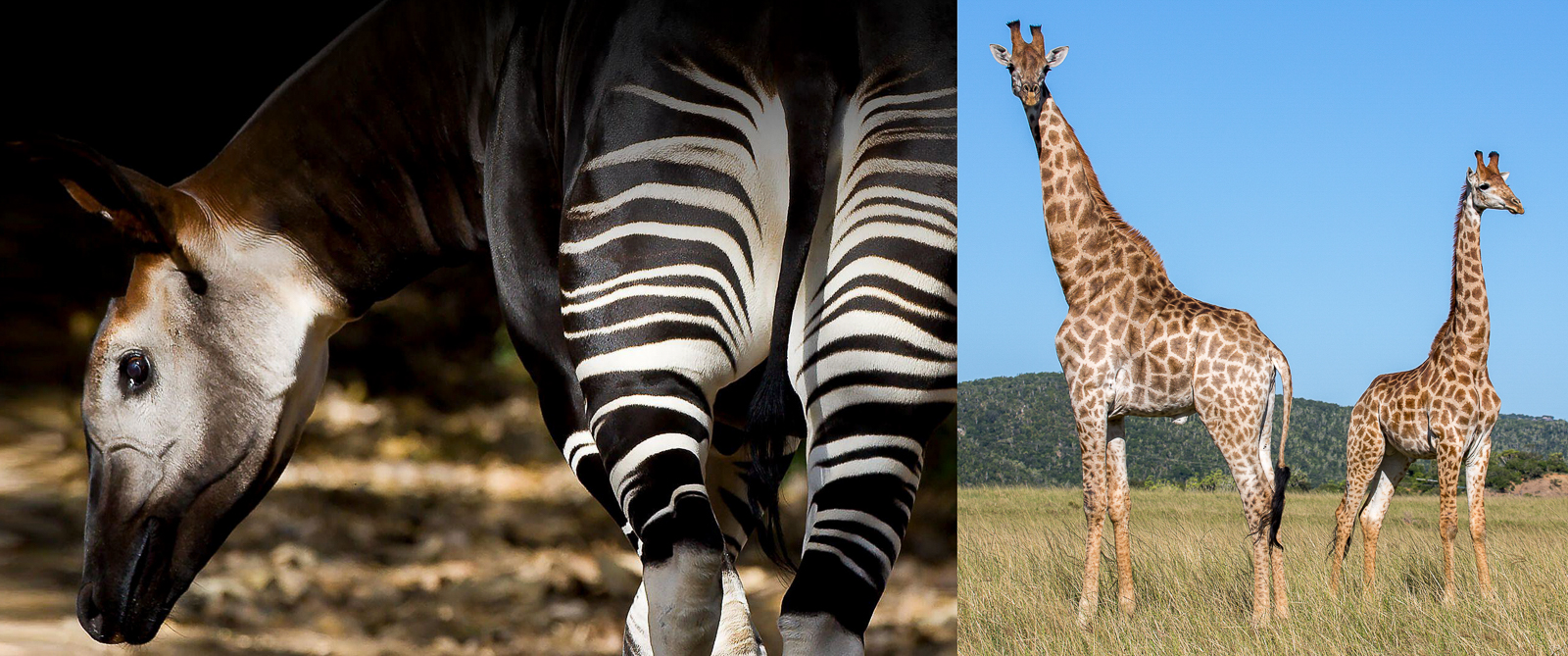 Okapi and Giraffe: Iconic African Animals