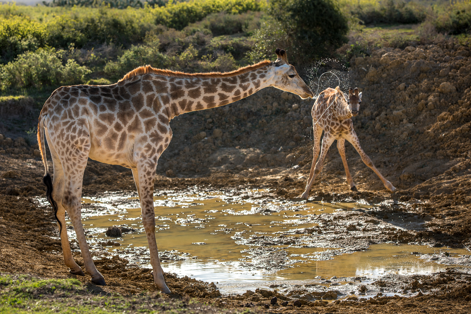 Giraffe drinking with head flick