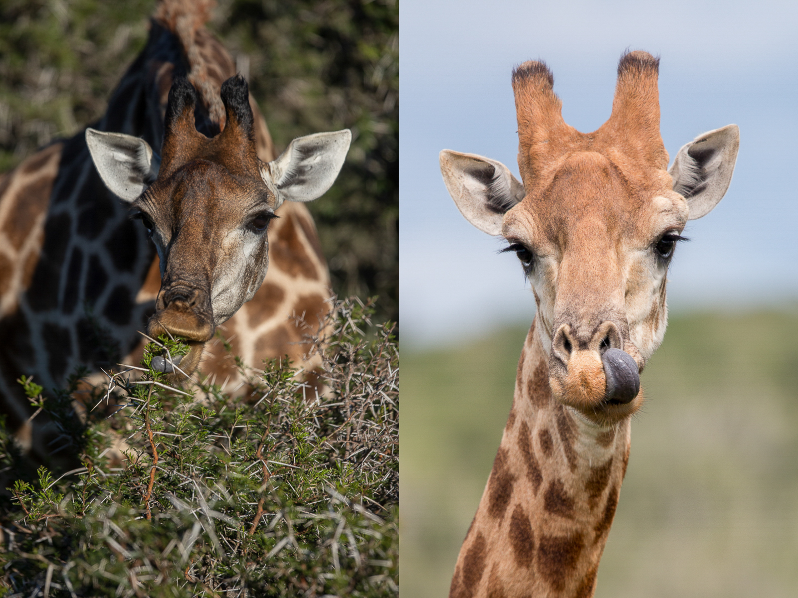 Iconic African Giraffe tongue