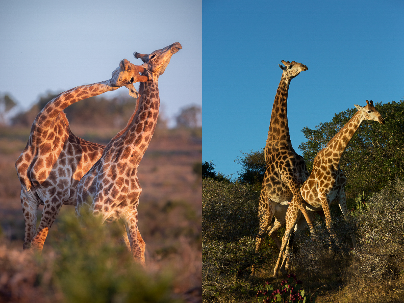 Iconic African Giraffe mating and necking