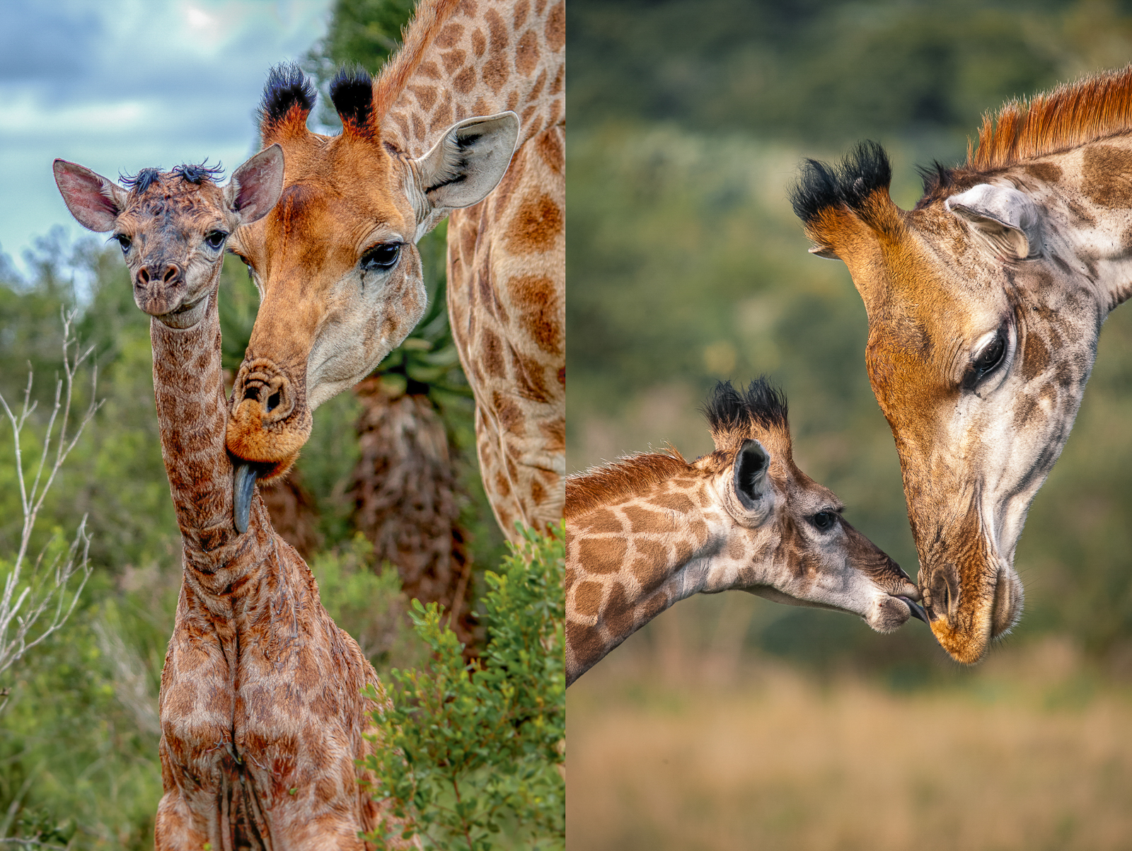 Newborn Giraffe Calf 