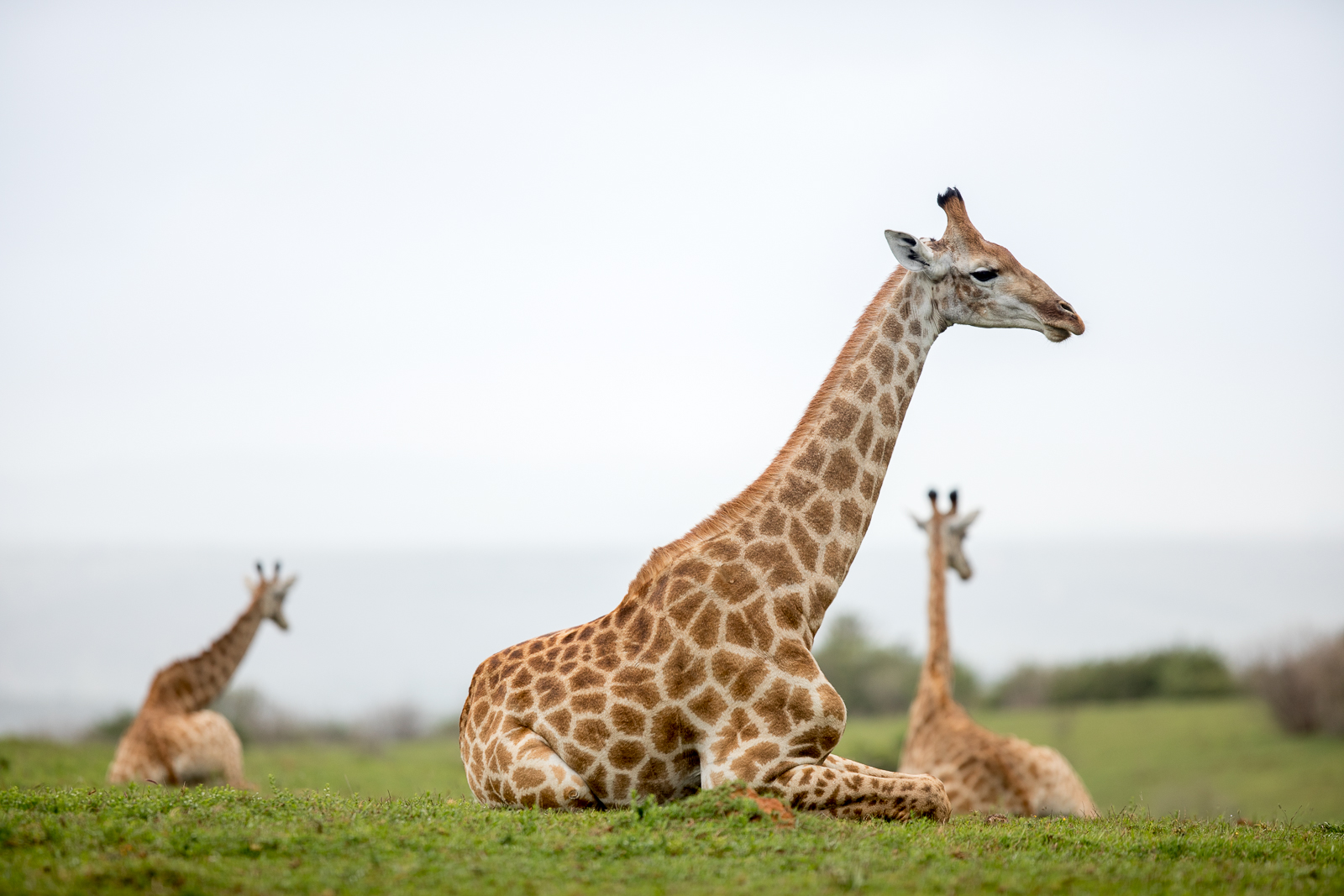 Southern African Giraffe resting