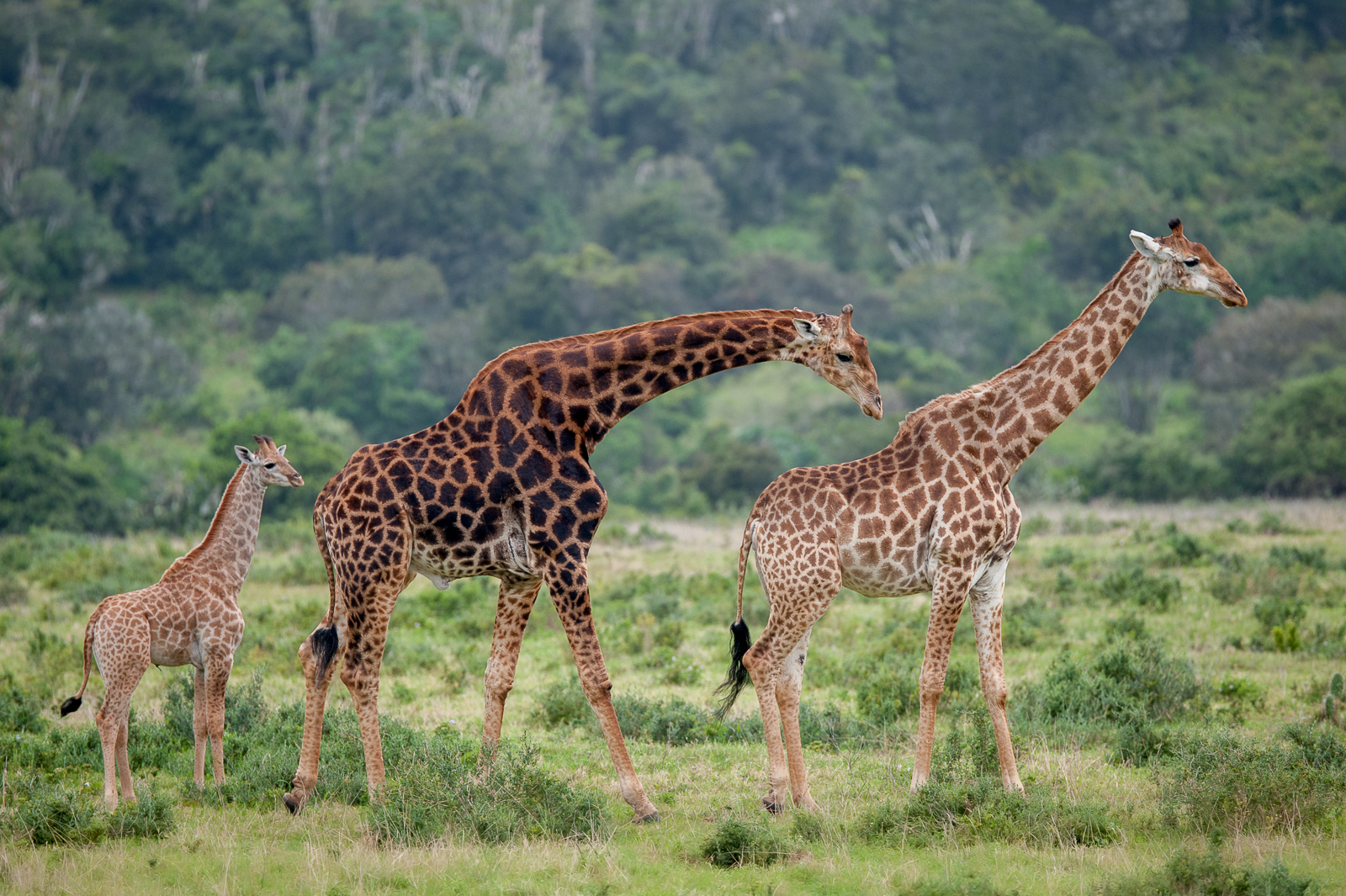 African giraffe male, female and calf