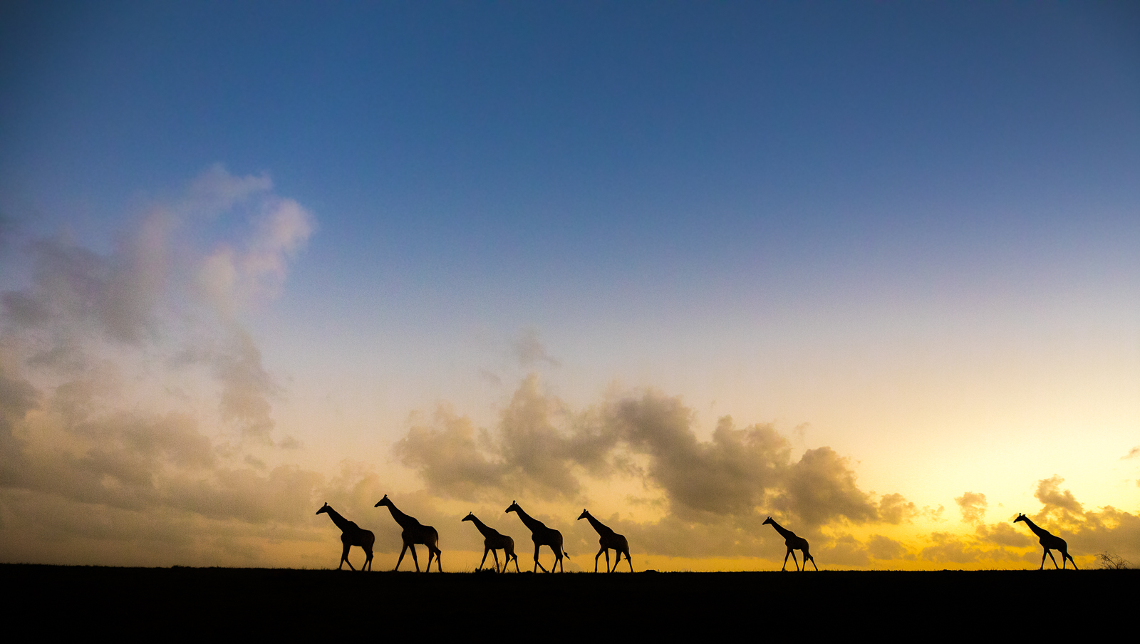 Iconic African giraffe skyline