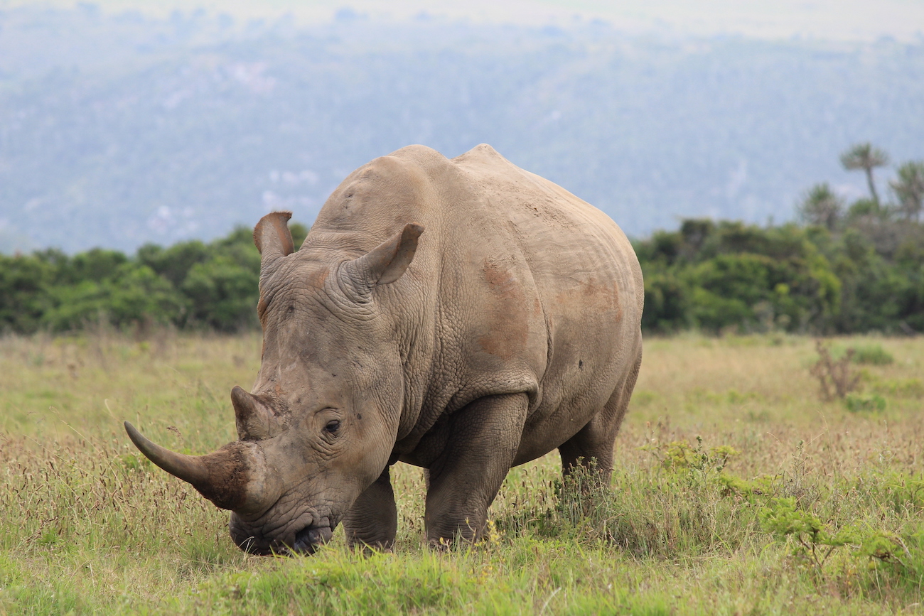 Thandi before her poaching