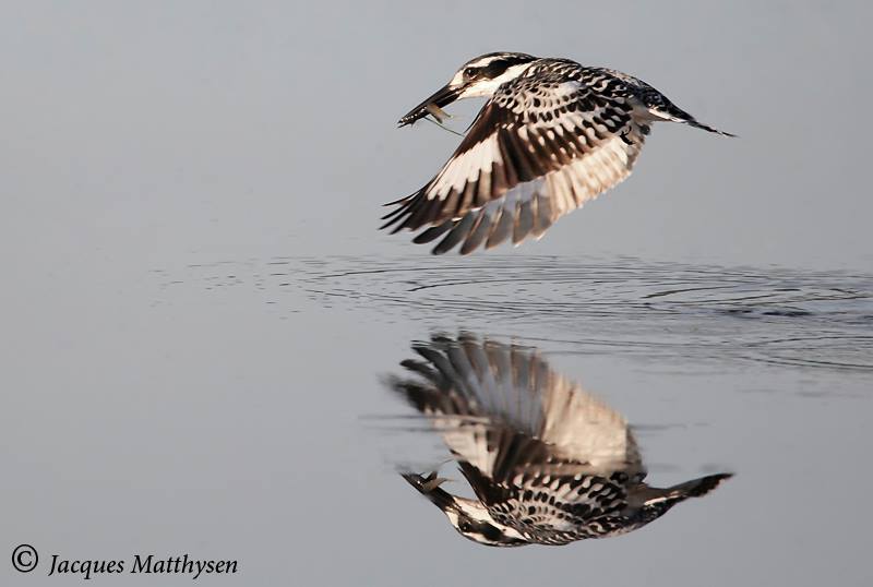 A Pied Kingfisher - Image taken by guide Jacques Matthysens
