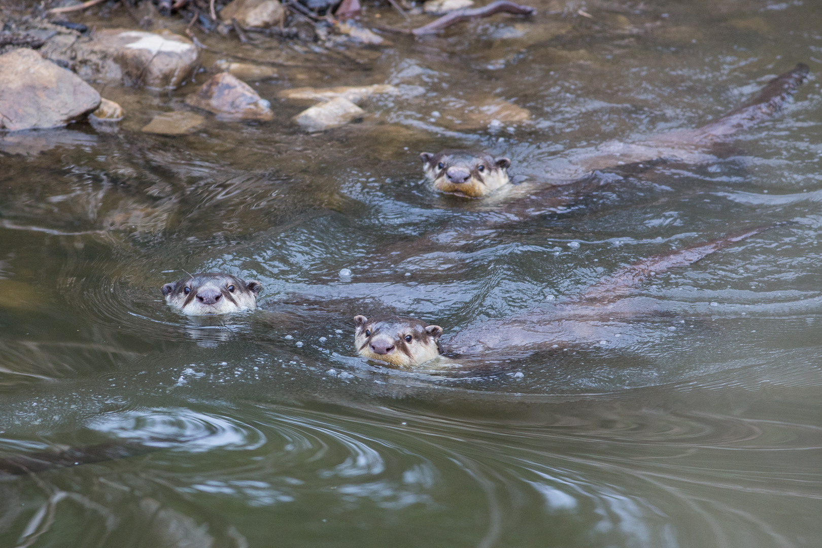 Otters in the Kariega River - Image taken by Brendon Jennings