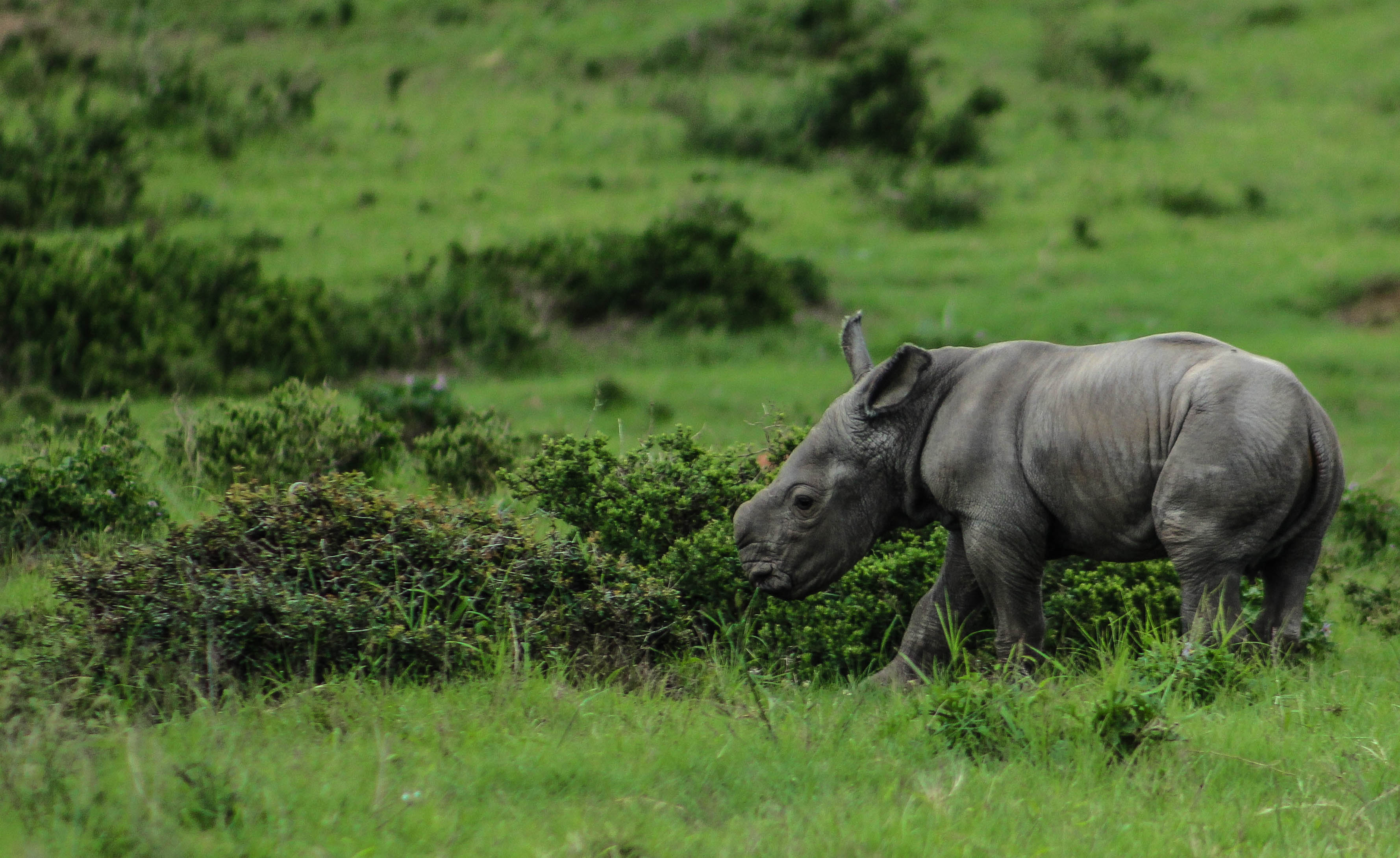 Mthetho newborn - Image taken by Brett Collet