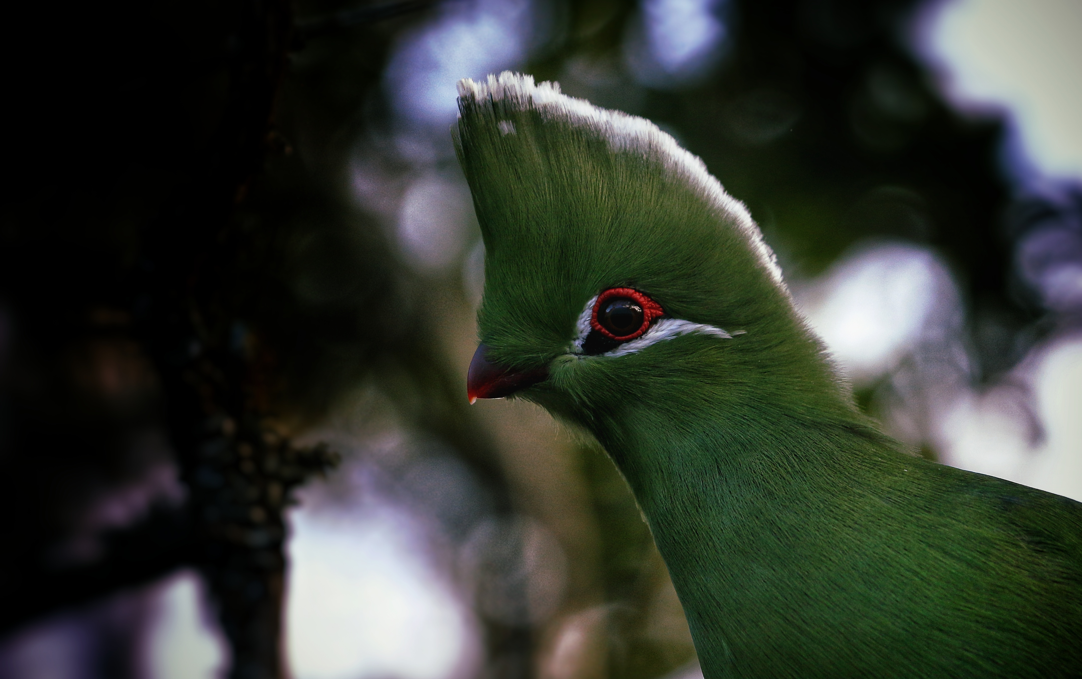 Knysna Turaco - Img taken by head guide Wayne Howarth