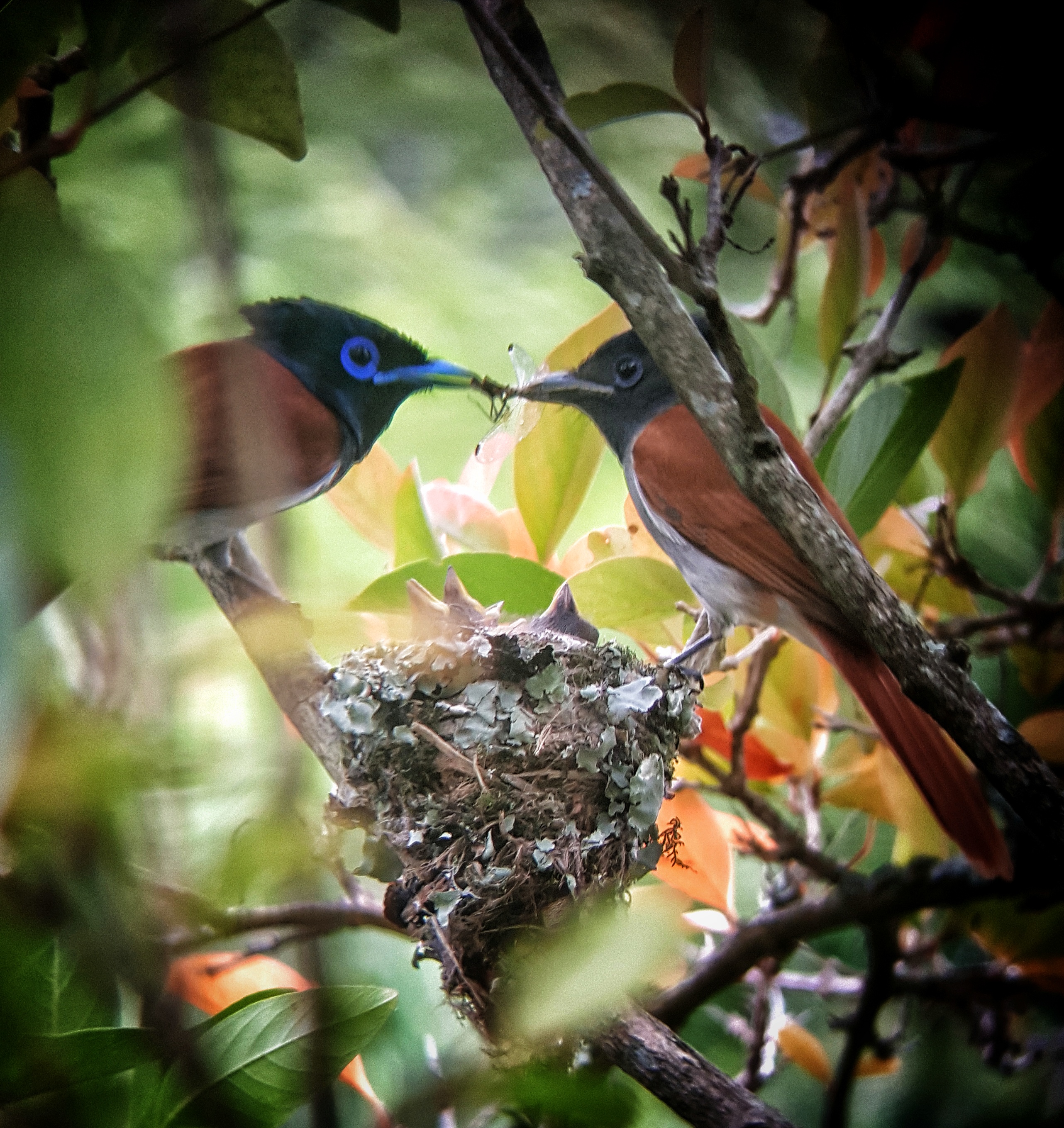 A pair of nesting paradise fly catchers - Img taken by head guide Wayne Howarth 