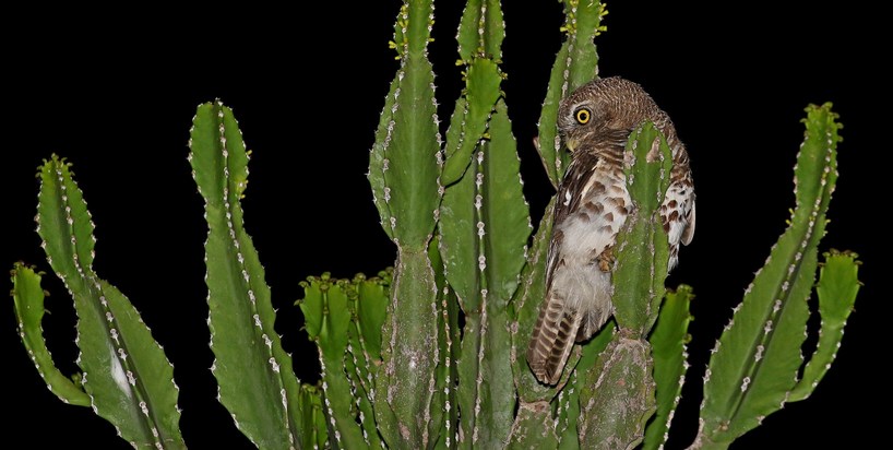 A Barred Owl, image taken by a 2022 photo competition finalist Jo Buggs