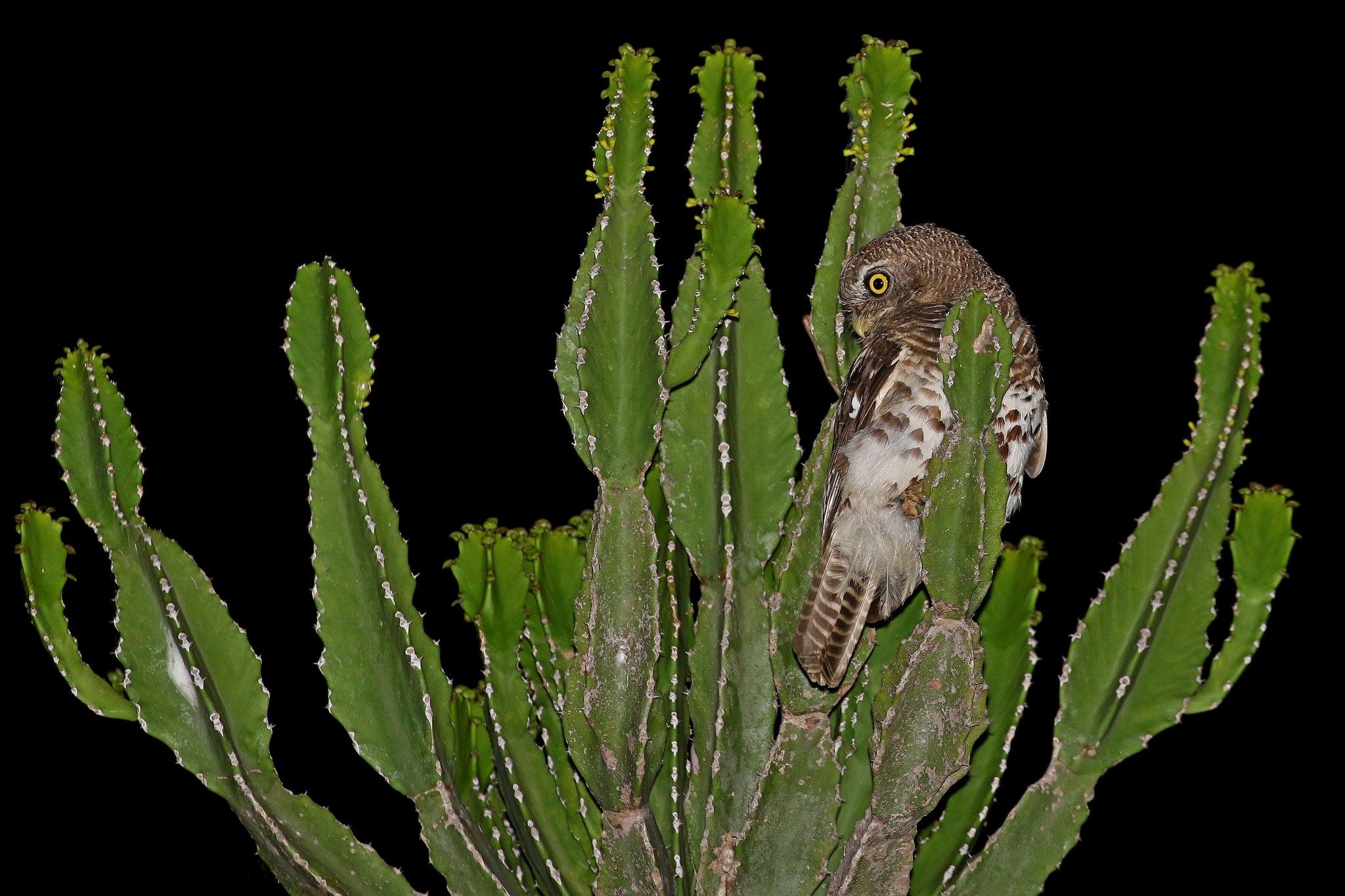 A Barred Owl, image taken by a 2022 photo competition finalist Jo Buggs