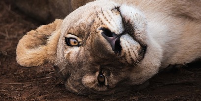 A lion, image taken by 2022 photo competition finalist Devin Wright
