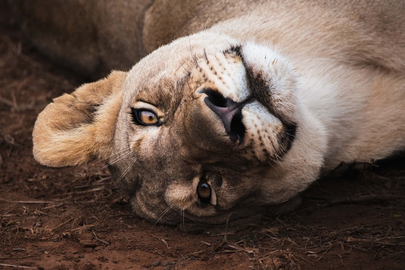 A lion, image taken by 2022 photo competition finalist Devin Wright