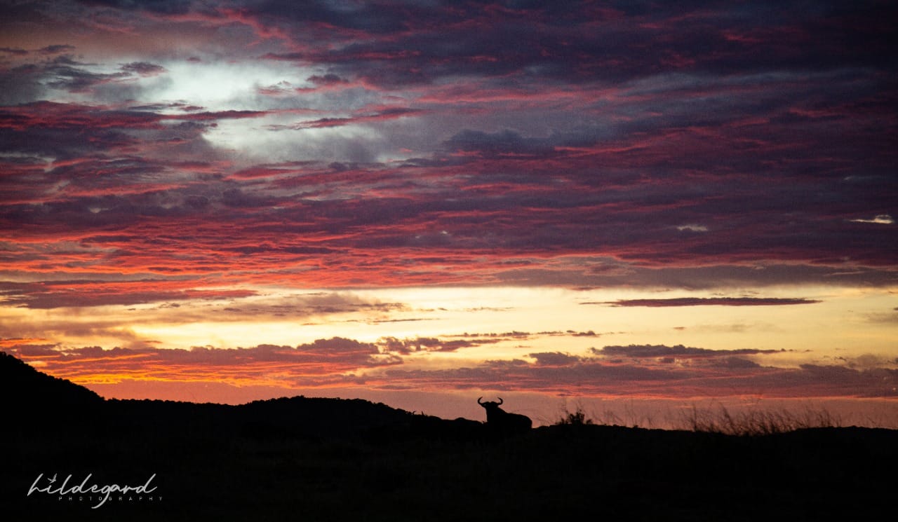 A wildebeest in the sunset, image taken by 2022 photo competition finalist Hildegard Lourens