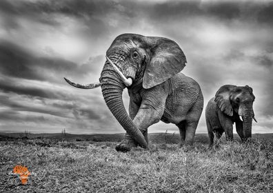 Our dominant bull elephant and a young elephant bull, image taken by 2022 photo competition finalist Andrew Aveley