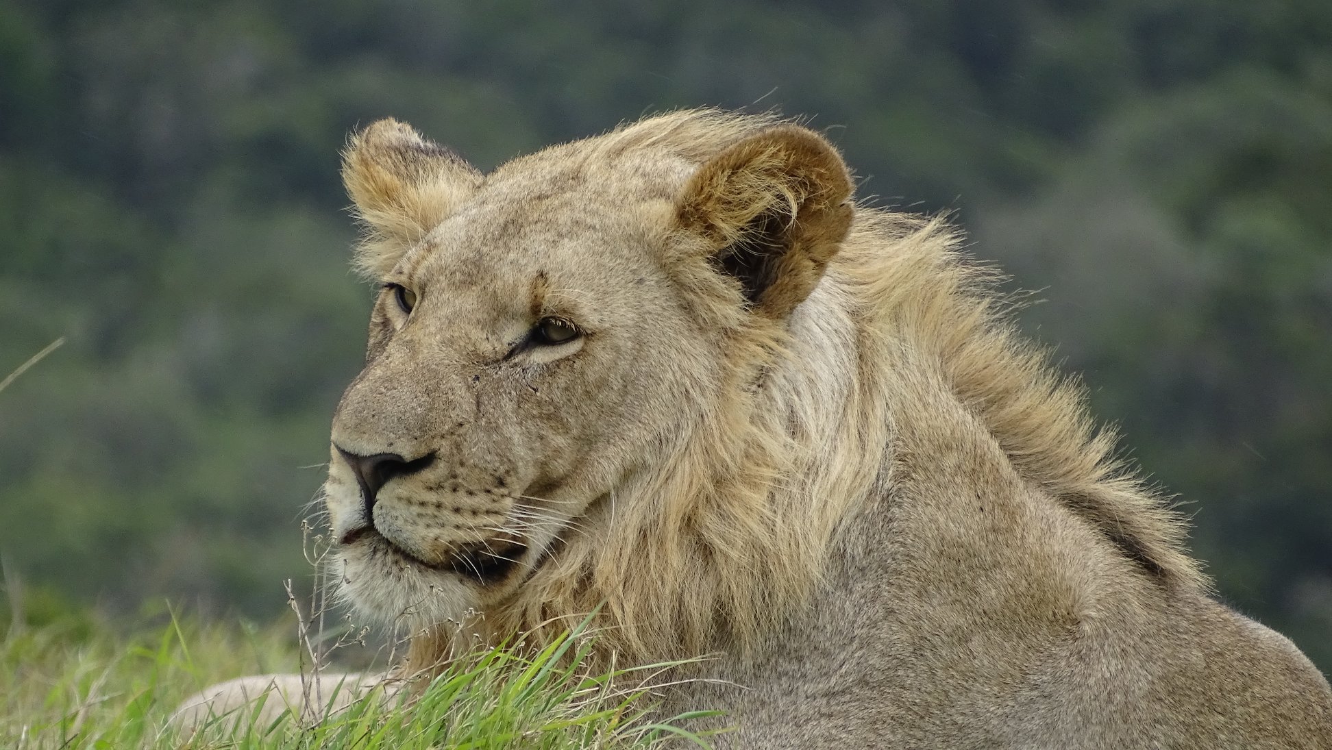 A juvenile male lion, image taken by 2022 photo competition finalist Britta Rieblinng 