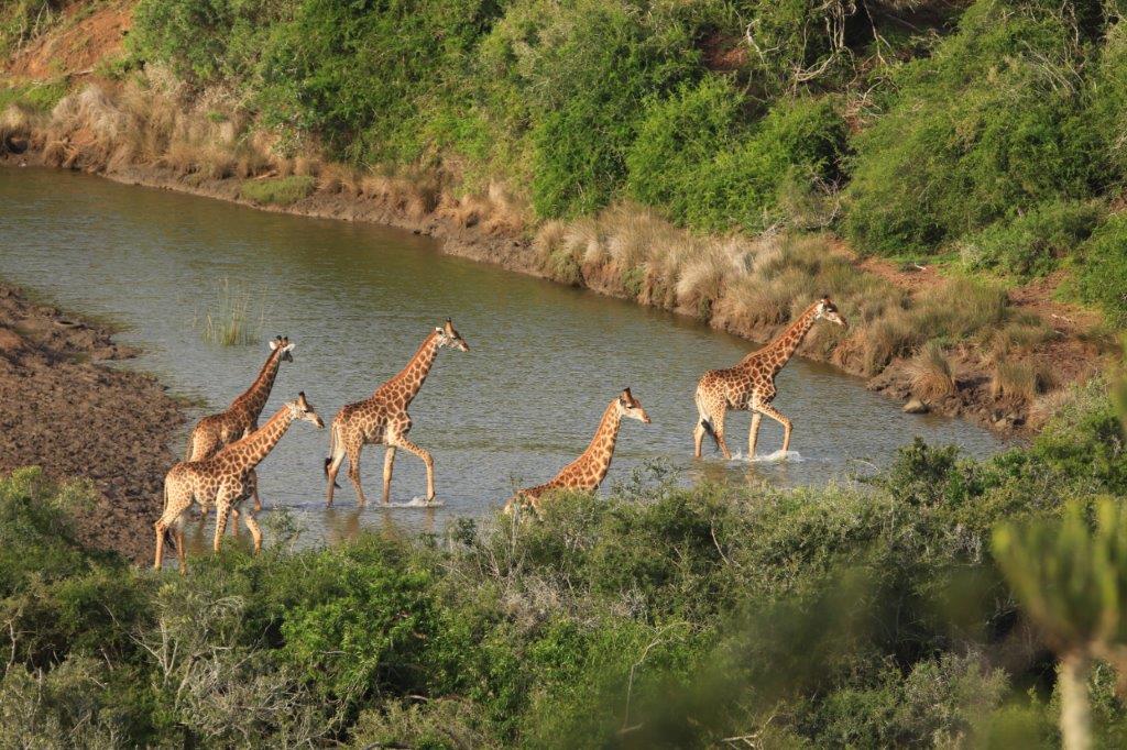 Giraffe crossing image taken by guest Doreen Peacock