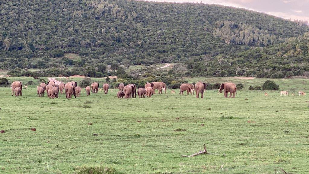 Herd of elephants at Kariega image taken by guest Doreen Peacock