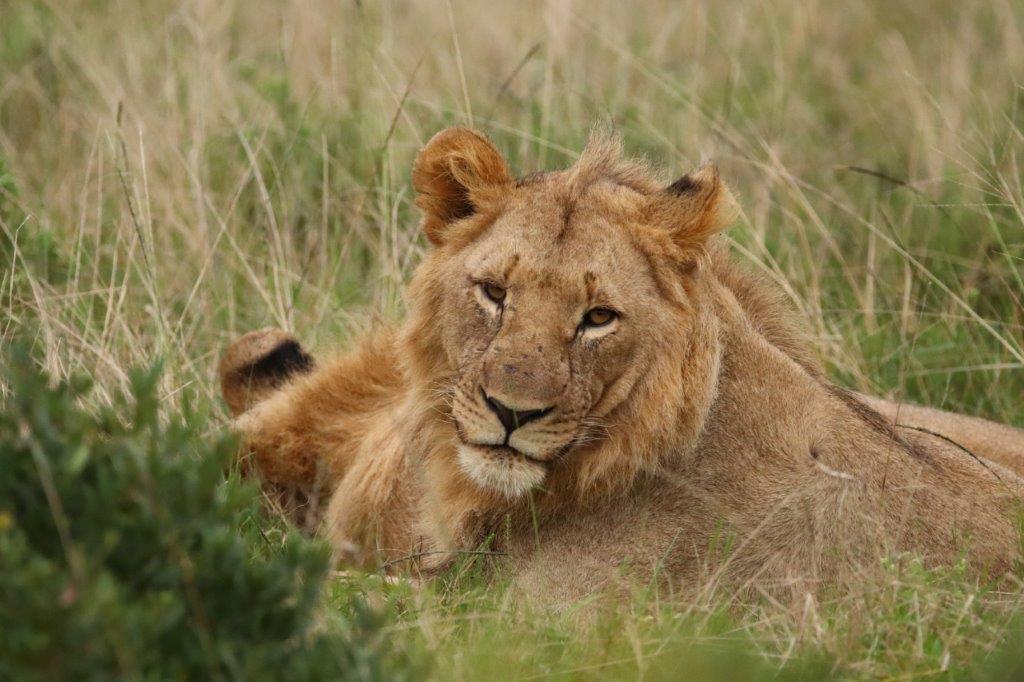 Juvenile male lion image taken by guest Doreen Peacock