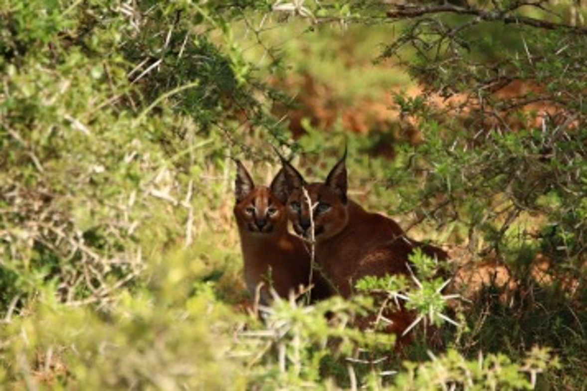A pair of Caracals at Kariega image taken by guest Doreen Peacock