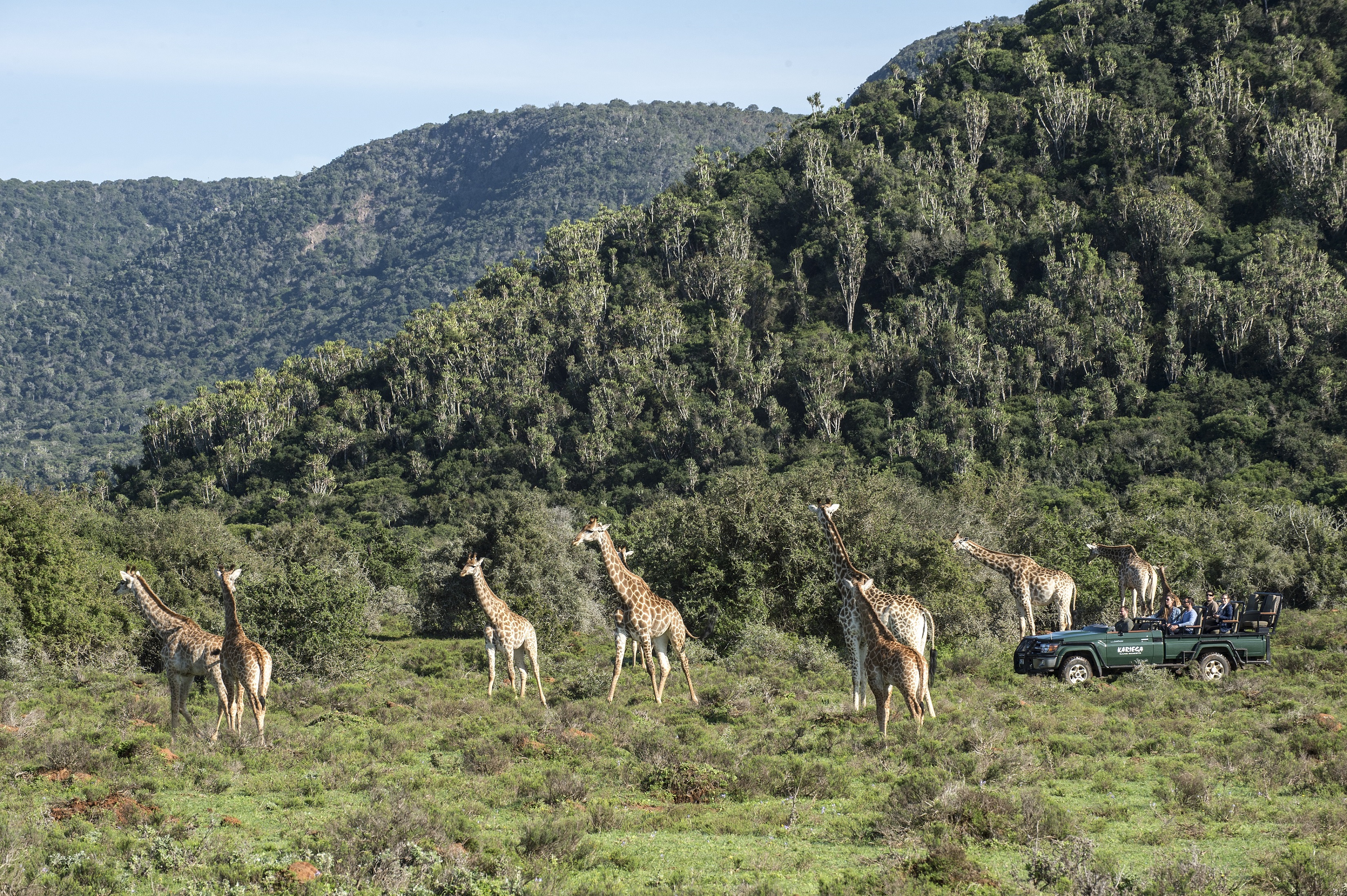 Game Viewing at Kariega