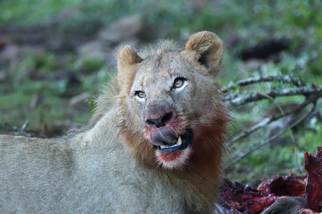 Lion on a kill by  Doreen Peacock