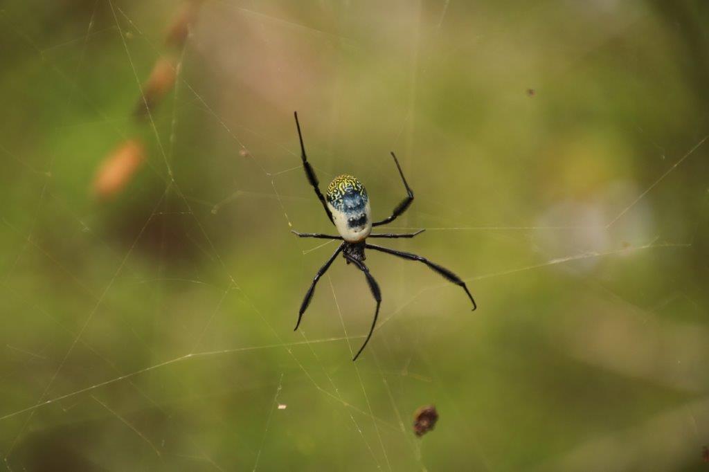 Spider Doreen Peacock