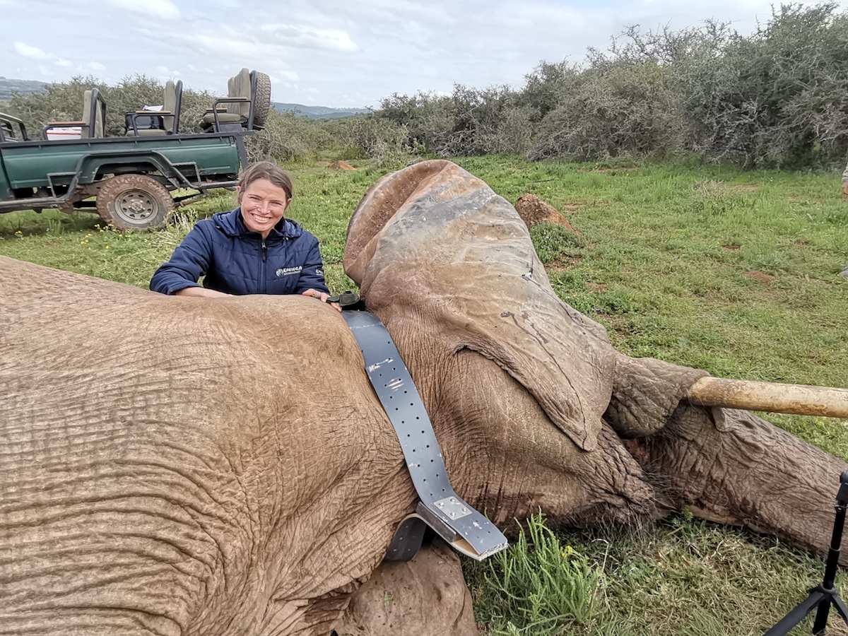 Lindy Sutherland Kariega Foundation Director attending the collaring procedure