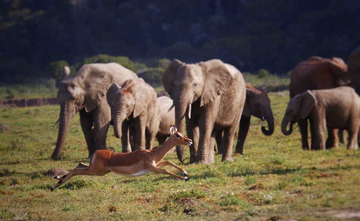 Kariega Elephant taken by head guide Wayne Howarth