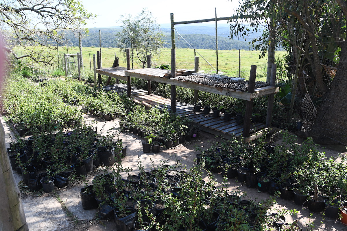 Indigenous nursery at KCC