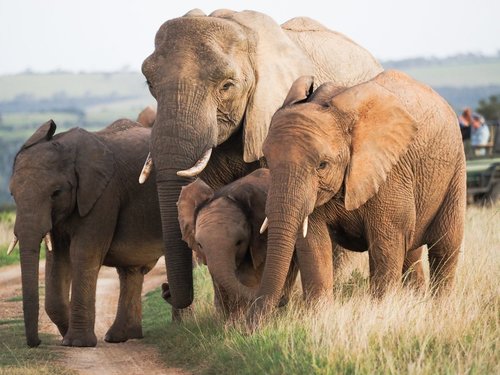 Amazing encounter with a breeding herd