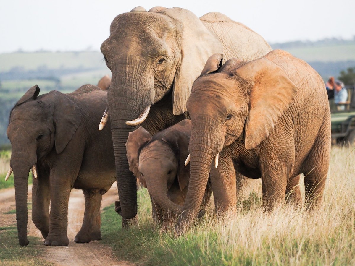 Kariega elephant at sunset by Trish Liggett