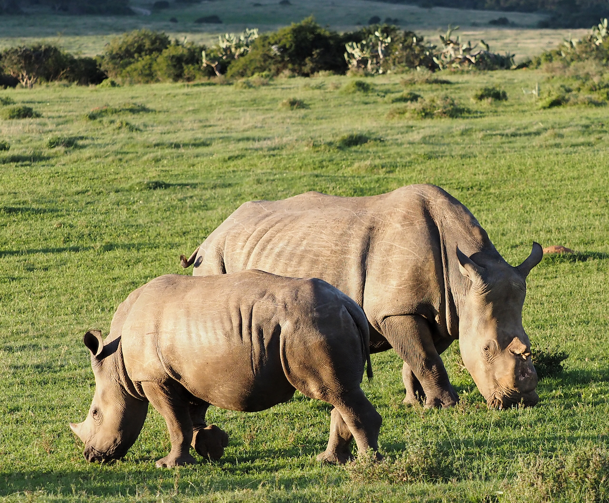 Thandi and calf at Kariega by Trish Liggett